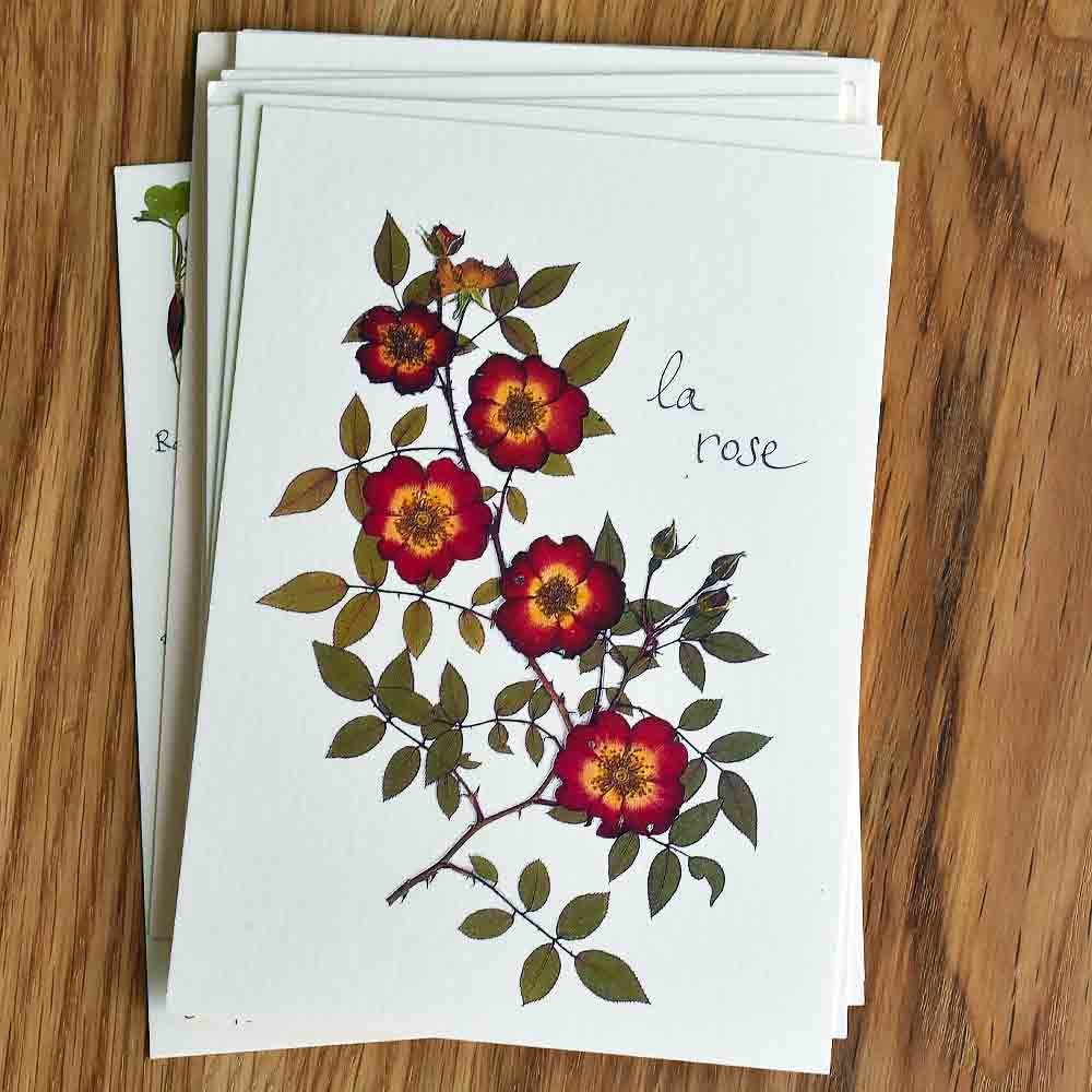 Herbarium file picture