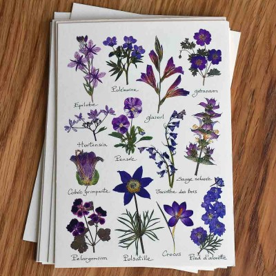 10 cartes postales Herbier avec des vraies fleurs pressées du jardin.