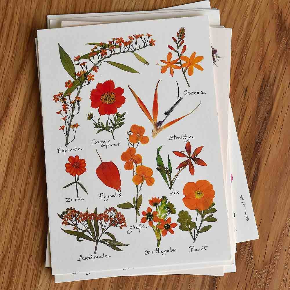 Herbarium essay image