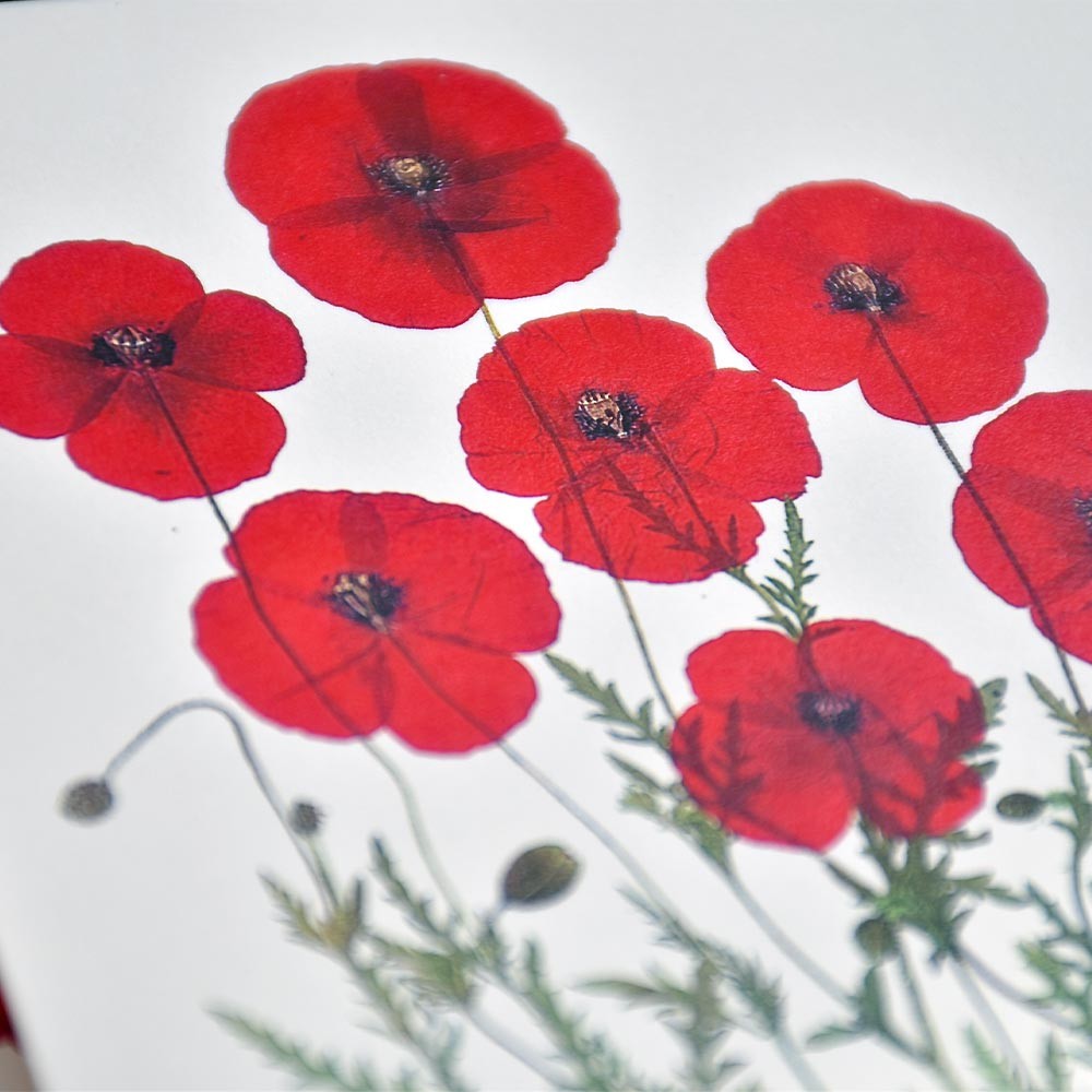 5 postcards edited with real garden flowers - Poppy postcards.