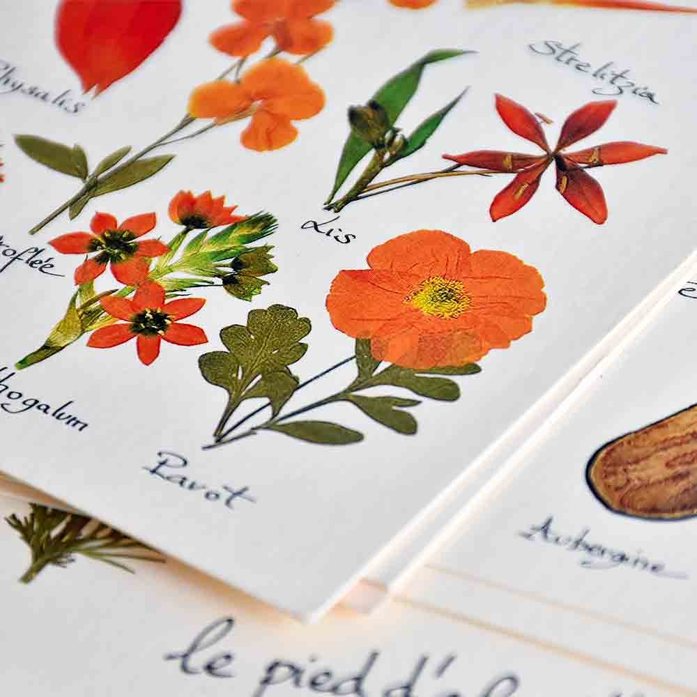 10 cartes postales Herbier avec des vraies fleurs pressées du jardin.