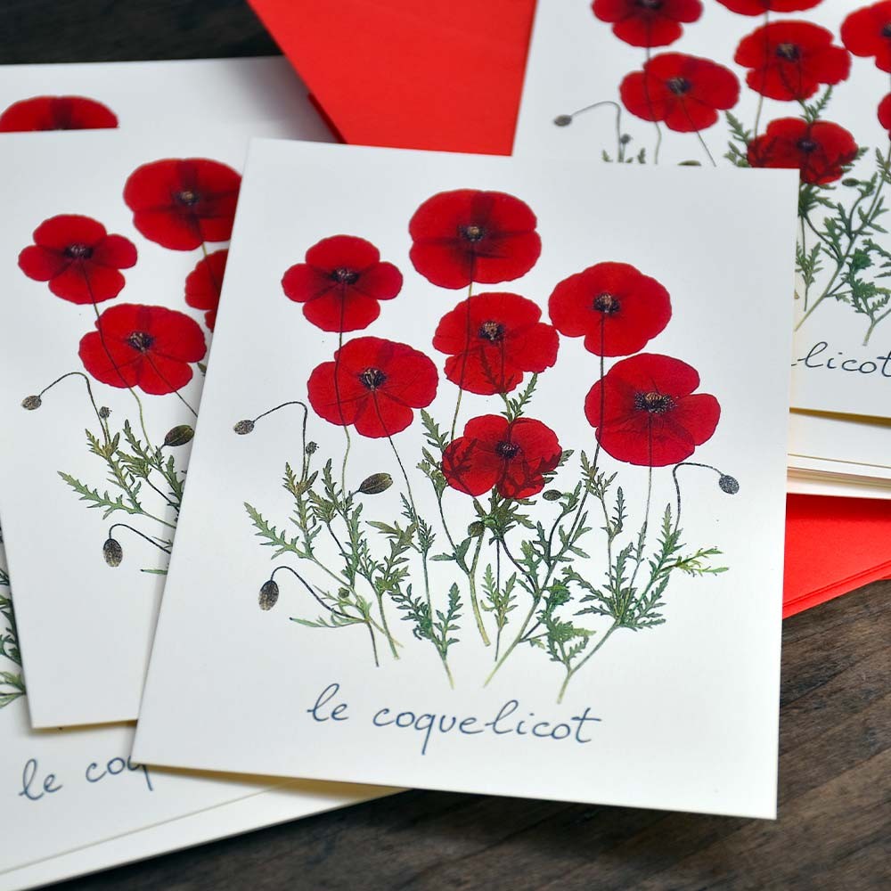 carte-postale-herbier-coquelicot